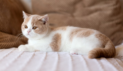 Britisch Kurzhaar Kitten kuschelt auf dem Sofa - Farbe creme-white