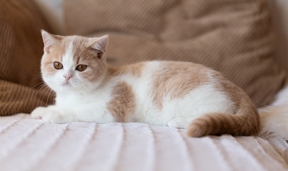 Fototapeta na wymiar Britisch Kurzhaar Kitten kuschelt auf dem Sofa - Farbe creme-white