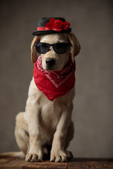 adorable labrador retriever wearing hat, sunglasses and bandana