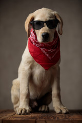 cute labrador retriever wearing red bandana and sunglasses