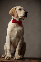 cute labrador retriever wearing red bowtie and looking to side