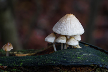 Beautiful mushrooms growing on a old dead tree stump, picture taken in the netherlands in National park Dwingelderveld