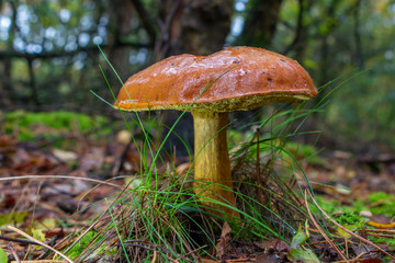 Autumn with beautiful bay boletus mushroom in the forest, picture taken in National Park Dwingelderveld
