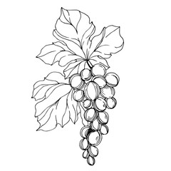 Vector Grape berry healthy food. Black and white engraved ink art. Isolated grapes illustration element.