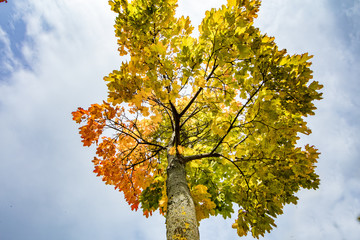 herbstbaum