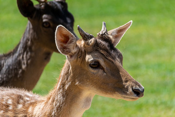 Portrait of fallow deer (dama dama)