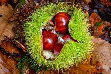 Beautiful brown chestnut in its green prickley shell, picture taken in the Netherlands in National Park Dwingelderveld