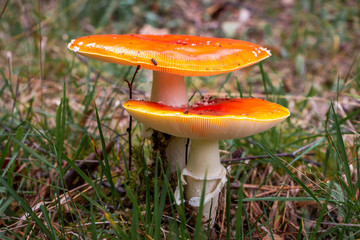 Autumn, time for mushrooms like this fly agaric with its red hood and white dots and the beautiful orange colors in the woods, picture taken in the National park Dwingeloo, the Netherlands