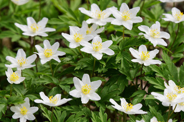 Buschwindr&ouml;schen