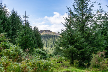 Trees and heathland of Dartmoor National Park, Devon, UK