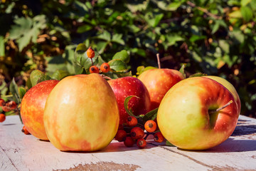 red juicy ripe apples on an old wooden table against the background of autumn nature in the garden, soft selective focus
