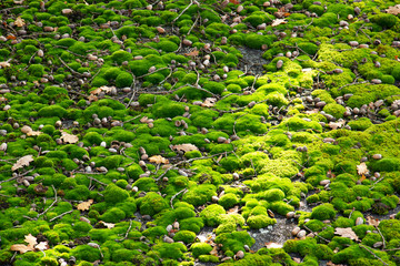 autumn ground with foliage, dosh, branches and glans