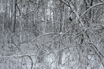 Beautiful tree branches in the snow. Winter composition in nature in snowdrifts. Christmas and New Year background.