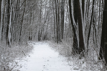 Beautiful winter landscape in the forest. Road outside the city and snowfall. Snowdrifts in the park and uncleaned street. Christmas and New Year background