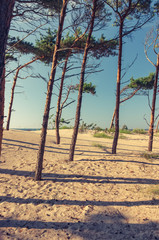 Pine forest on sand dunes, Baltic sea coast, Poland