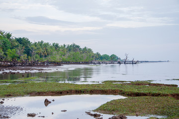 Magrove trees and Palm trees at the shore of Maumere, Flores, IDN