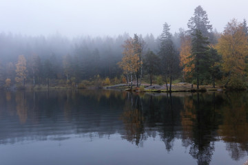 Foggy morning with reflection of trees in lake
