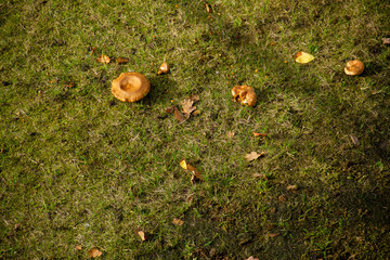 mushroom on a meadow at autumn