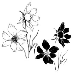 Vector Cosmos floral botanical flowers. Black and white engraved ink art. Isolated cosmea illustration element.