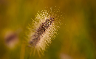 Ornamental grass at sunset