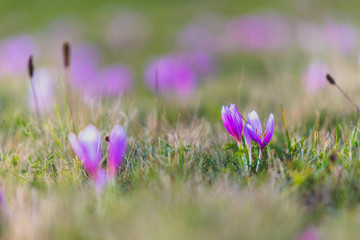 crocus flowers in spring