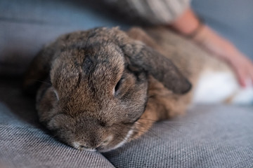 Kaninchen genießt Streicheleinheit auf dem Sofa 1