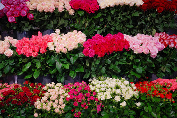  different types of roses in a flower shop