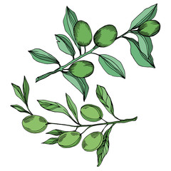Vector Olive branch with fruit. Black and white engraved ink art. Isolated olive illustration element.