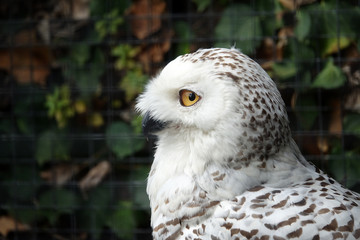 Harfang des neiges