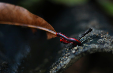 Millipedes are crawling on the roof of the house with a dry leaf