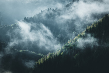 Morning fog in forest