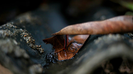 Millipedes are crawling on the roof of the house with a dry leaf