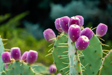 Beautiful prickly pear cactus with red fruits. Opuntia, ficus-indica or Indian fig opuntia in park...