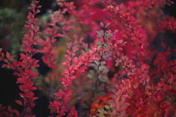natural seasonal autumn background, autumn macro photo of red leaves of a bush 1