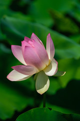 A pink and white sacred lotus in profile