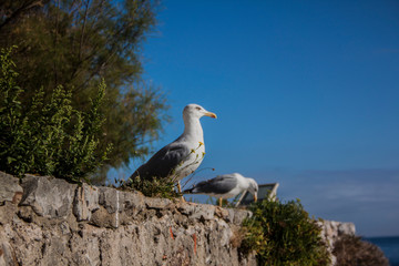 seagull on a rock