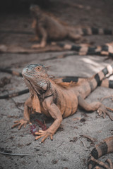 iguana on rock