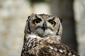 tête d'un Hibou Grand Duc d'Afrique