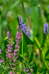 Pink and Purple tall grass in a field of lil pads vertical
