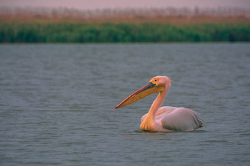 Danube Delta Dunarii Romania wildlife nature birds natural life pelican