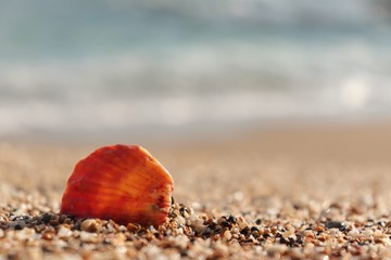 Seashell on a Beach