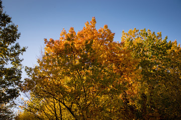 The tops of autumn trees are illuminated by sunbeams against a blue sky.