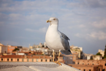 An adult common gull or Mew gull standing on a roof, Rome streets on the background