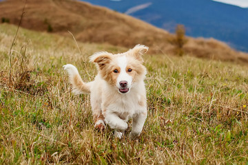 Happy puppy