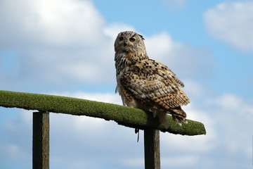 Hibou Grand Duc de Sibérie sur son perchoir