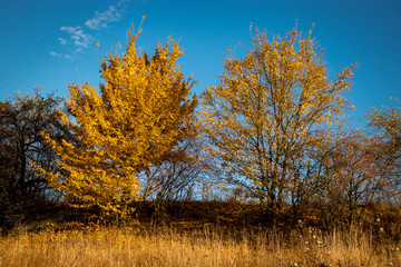 Trees with yellowed foliage against a blue sky.