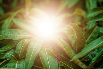 water droplet on green mango leaf with green leaves with sunlight and copy space for add text