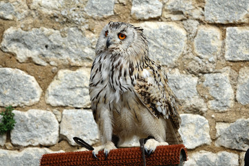 Hibou Grand Duc de Sibérie