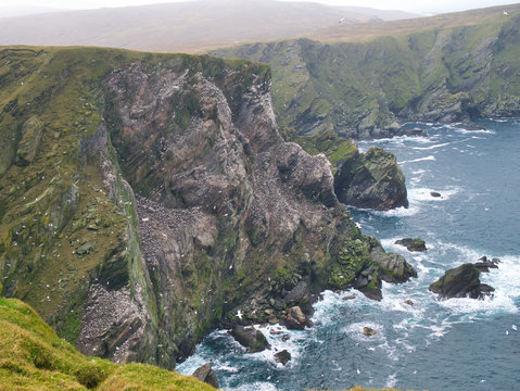 Gannets on sea cliffs at Hermaness on the north coast of the island of Unst in Shetland, Scotland, UK.