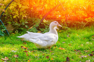 White domestic ducks walk on the green grass in the garden. Poultry